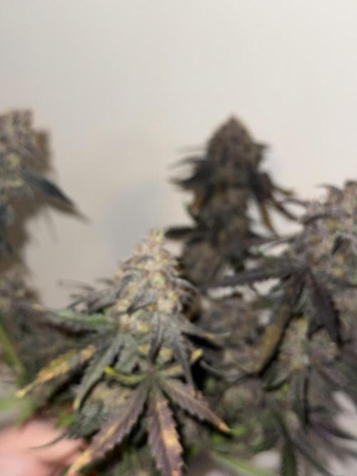 Mango Runts: Organic Mephisto Run. Week 11