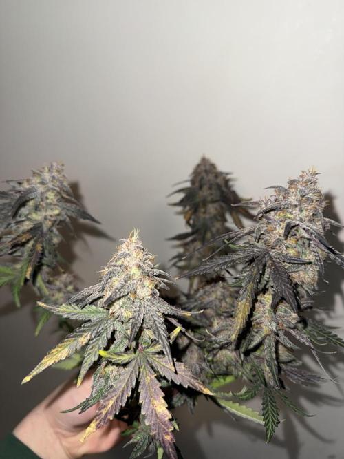 Mango Runts: Organic Mephisto Run. Week 11