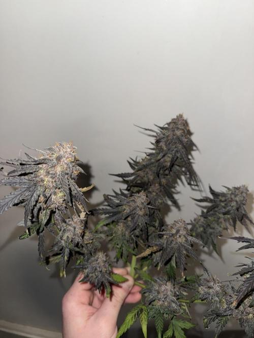 Mango Runts: Organic Mephisto Run. Week 11