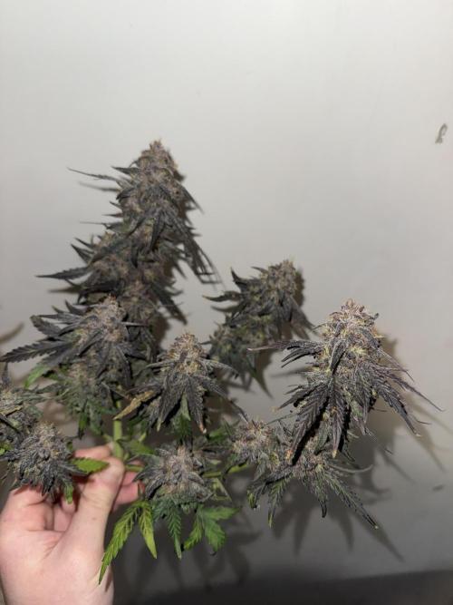 Mango Runts: Organic Mephisto Run. Week 11