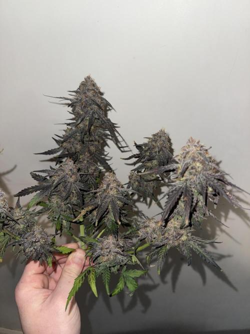 Mango Runts: Organic Mephisto Run. Week 11