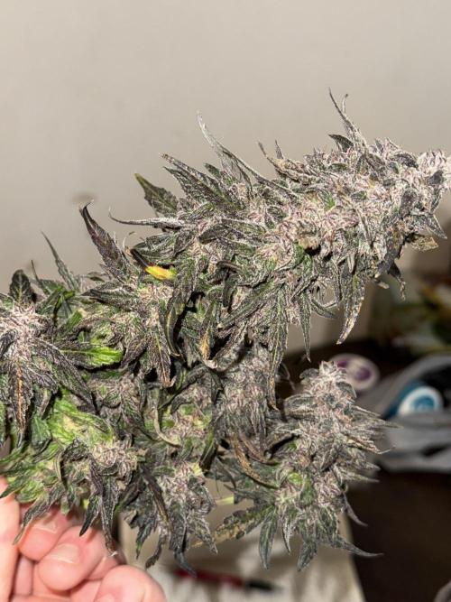 Mango Runts: Organic Mephisto Run. Week 11