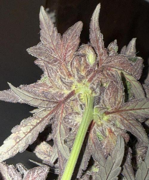 Mango Runts: Organic Mephisto Run. Week 11