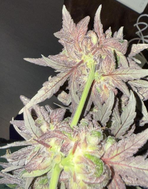 Mango Runts: Organic Mephisto Run. Week 11