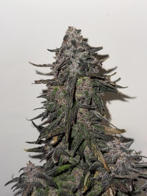 Mango Runts: Organic Mephisto Run. Week 11