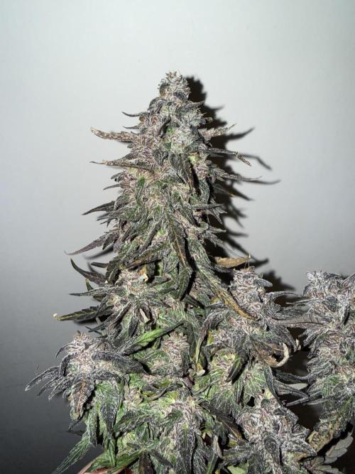 Mango Runts: Organic Mephisto Run. Week 11