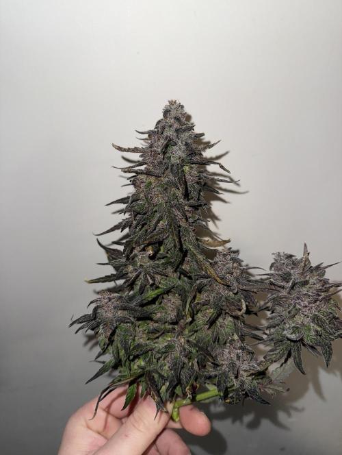 Mango Runts: Organic Mephisto Run. Week 11