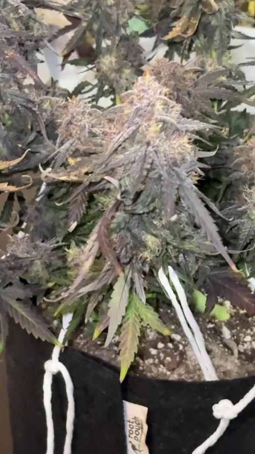 Mango Runts: Organic Mephisto Run