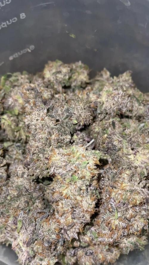 Mango Runts: Organic Mephisto Run