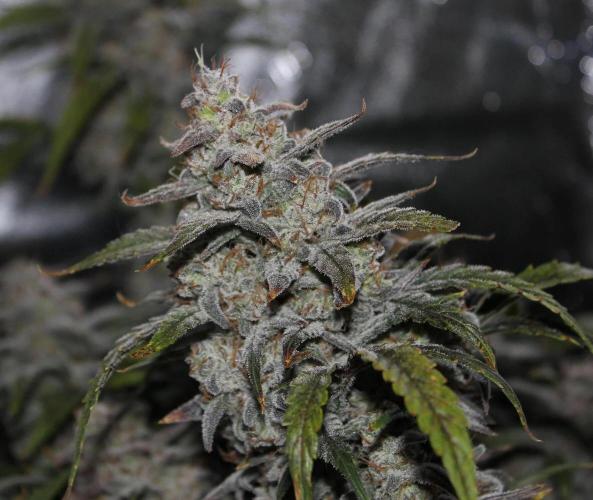 G.W.K. Organic Run. Week 0 - This is the goal for this strain, pic from 