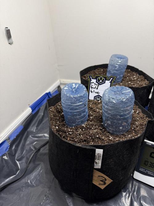 Gold Glue Organic Run. Week 0