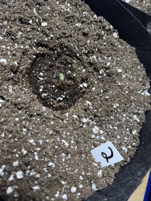 G.W.K. Organic Run. Week 0 - Jan 6