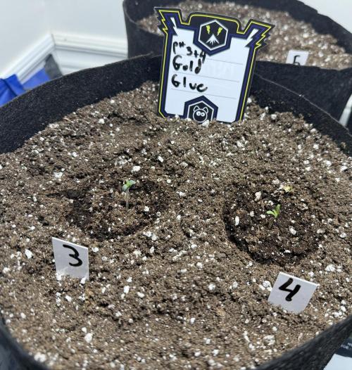 Gold Glue Organic Run. Week 0 - Jan 6