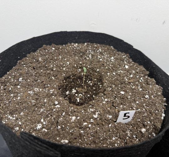 Gold Glue Organic Run. Week 0 - Jan 6