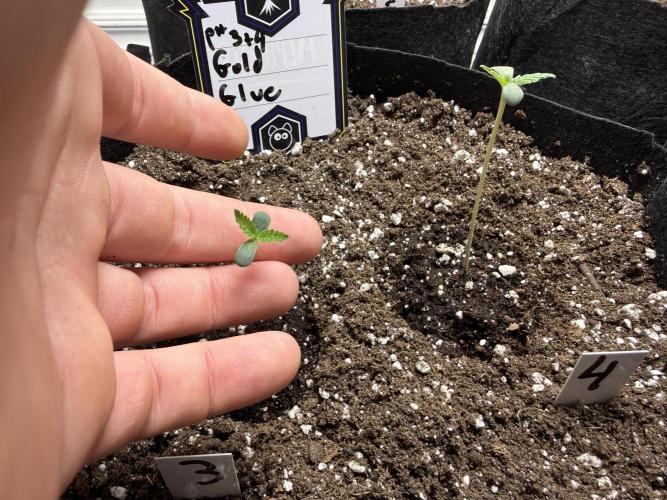 Gold Glue Organic Run. Week 0 - Jan 9