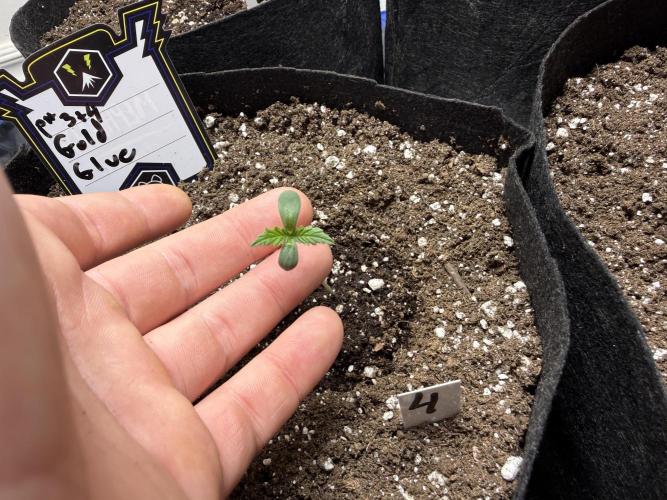 Gold Glue Organic Run. Week 0 - Jan 9