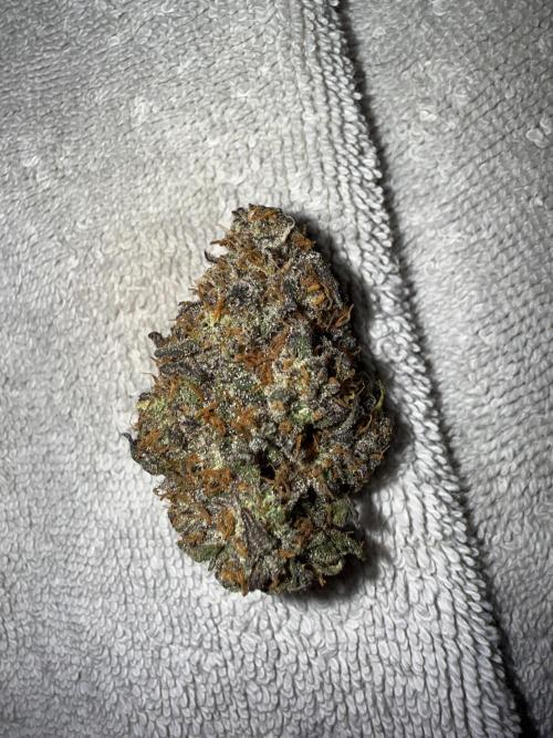 Mango Runts: Organic Mephisto Run. Week 11