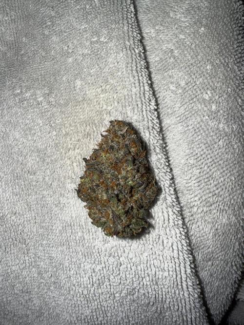 Mango Runts: Organic Mephisto Run. Week 11