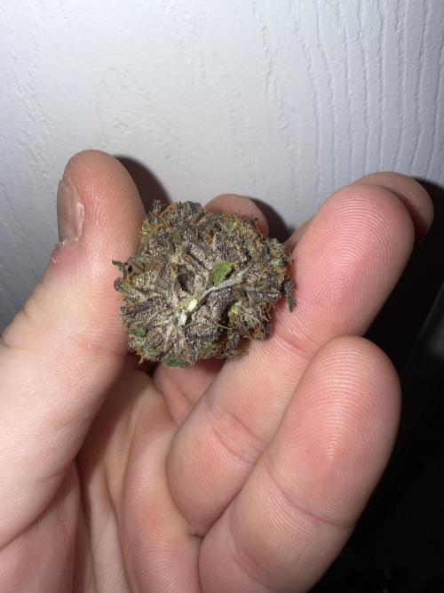 Mango Runts: Organic Mephisto Run. Week 11