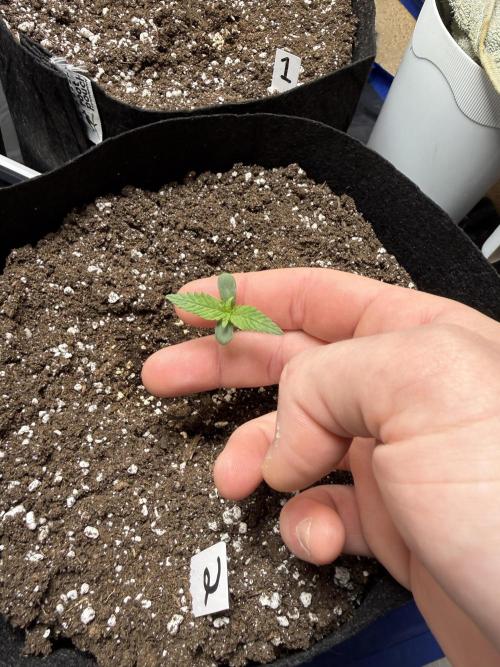 G.W.K. Organic Run. Week 1