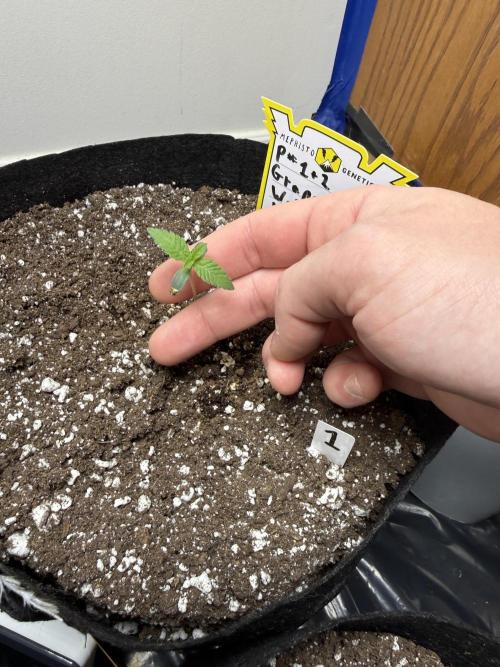 G.W.K. Organic Run. Week 1