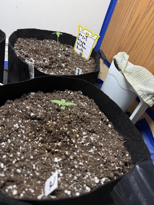 G.W.K. Organic Run. Week 1