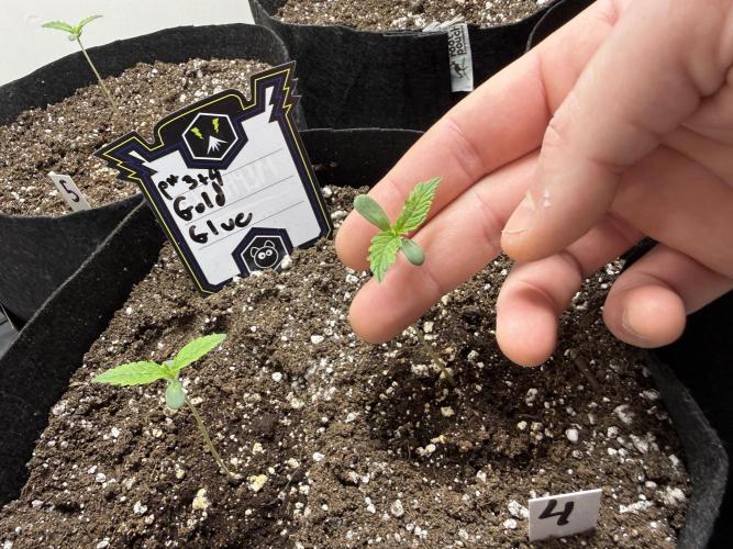 Gold Glue Organic Run. Week 1