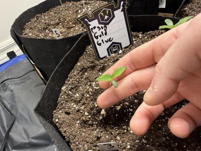 Gold Glue Organic Run. Week 1