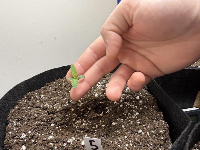 Gold Glue Organic Run. Week 1