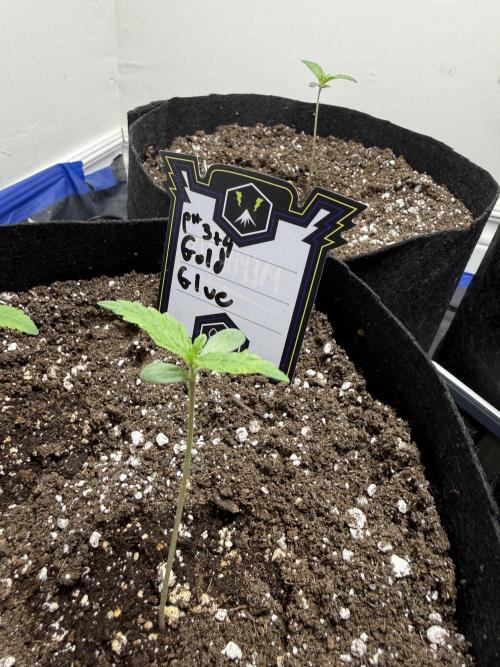 Gold Glue Organic Run. Week 1 - Jan 12