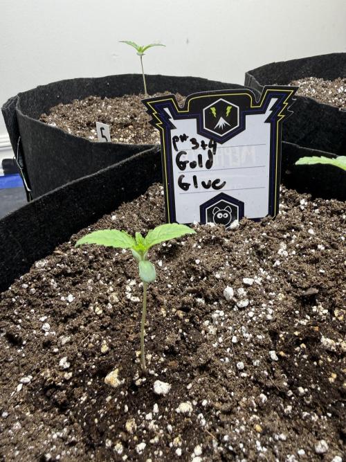 Gold Glue Organic Run. Week 1 - Jan 12