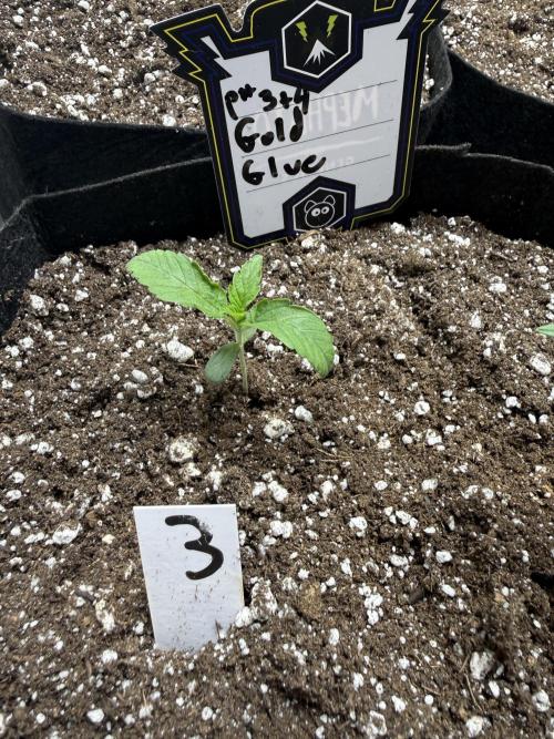 Gold Glue Organic Run. Week 1 - Jan 14