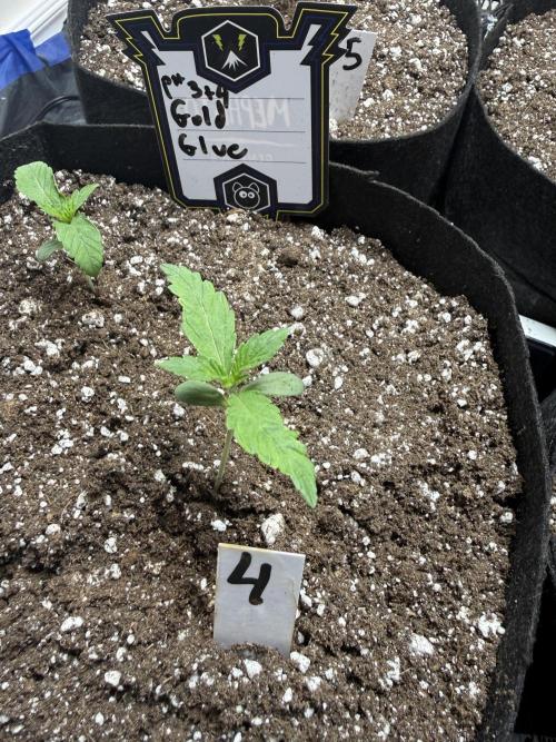 Gold Glue Organic Run. Week 1 - Jan 14