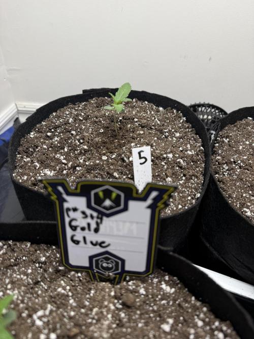 Gold Glue Organic Run. Week 1 - Jan 14