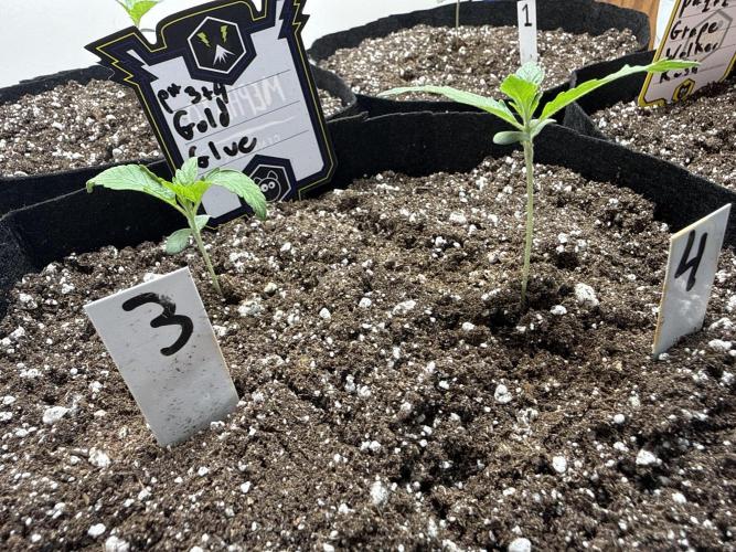 Gold Glue Organic Run. Week 1 - Watching #3 closely