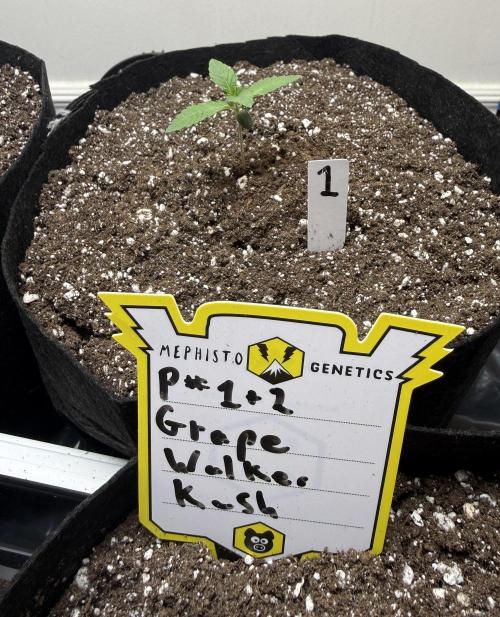 G.W.K. Organic Run. Week 1 - Jan 14