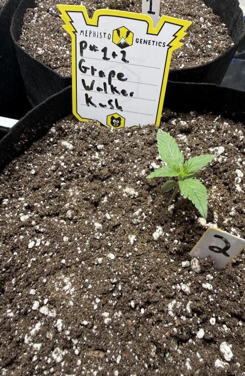 G.W.K. Organic Run. Week 1 - Jan 14