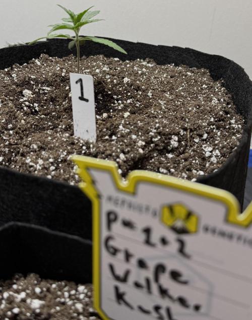 G.W.K. Organic Run. Week 2