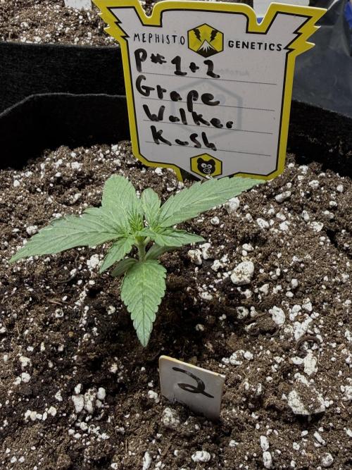 G.W.K. Organic Run. Week 2