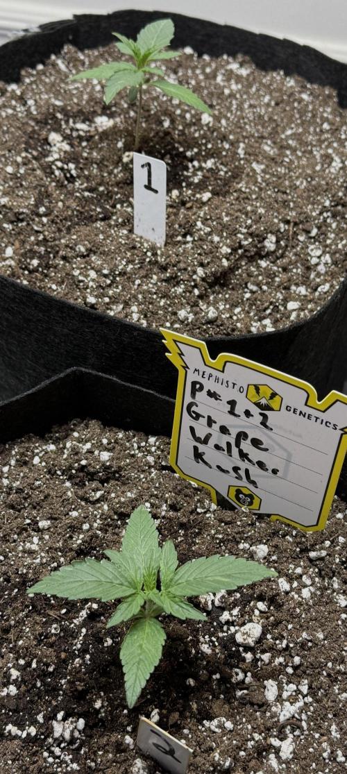 G.W.K. Organic Run. Week 2