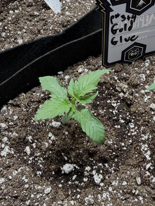 Gold Glue Organic Run. Week 2