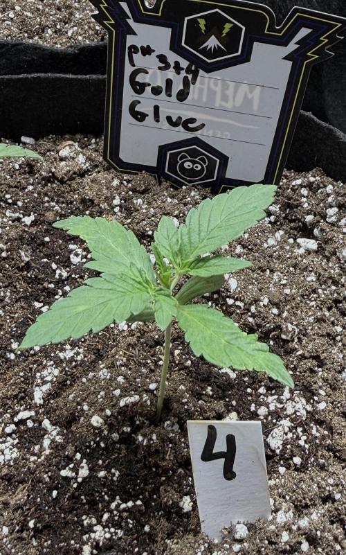 Gold Glue Organic Run. Week 2