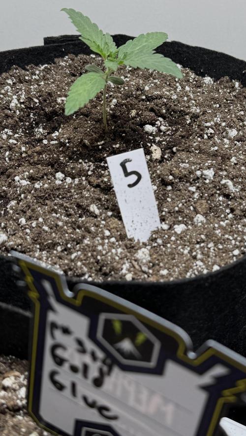 Gold Glue Organic Run. Week 2