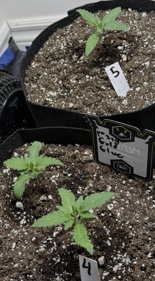 Gold Glue Organic Run. Week 2