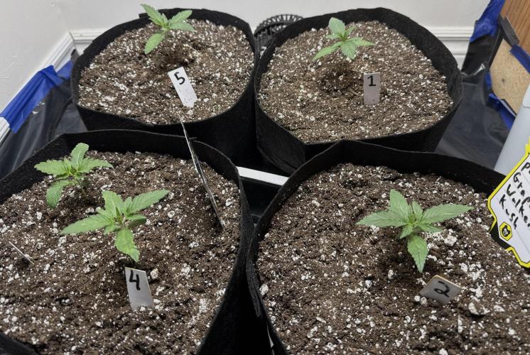 Gold Glue Organic Run. Week 2