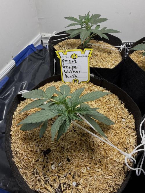 G.W.K. Organic Run. Week 3