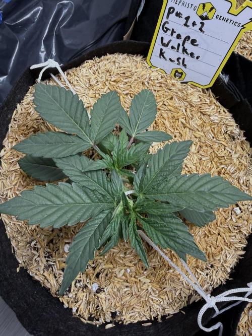 G.W.K. Organic Run. Week 3