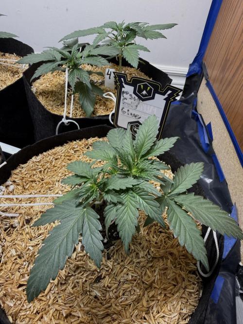 Gold Glue Organic Run. Week 3