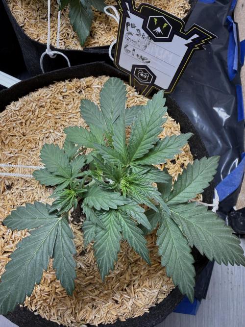 Gold Glue Organic Run. Week 3