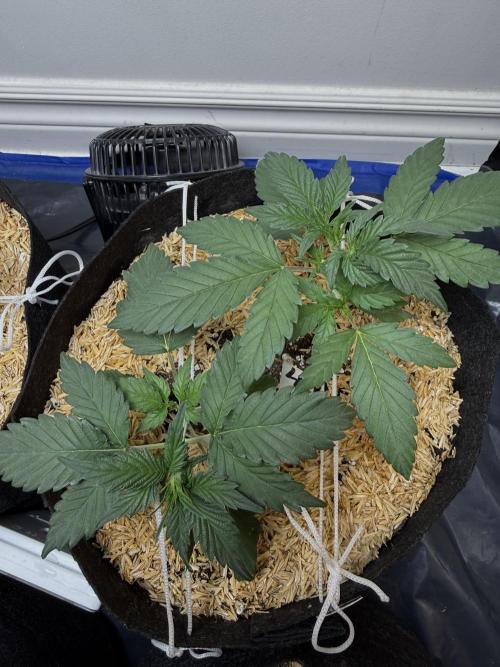 Gold Glue Organic Run. Week 3